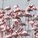Flamingo at Lake Bunyoni 